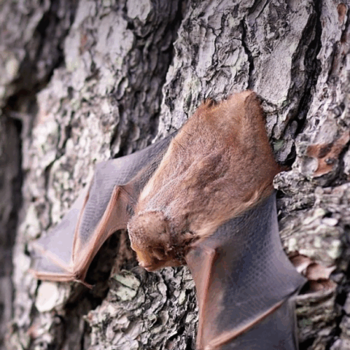Cherchez des chauves-souris à Montbert en novembre