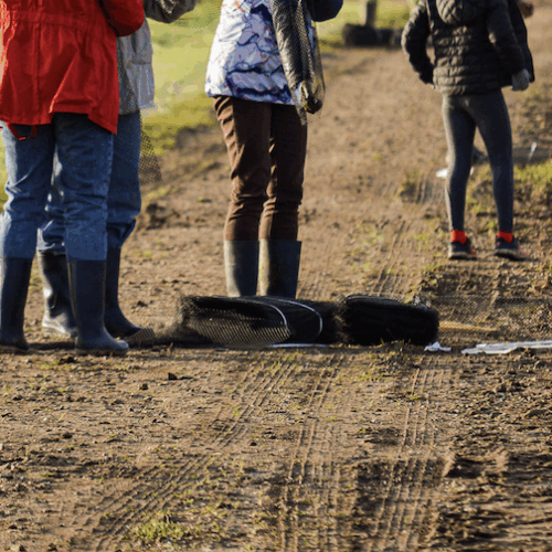Une plantation participative de haies à Nort-sur-Erdre
