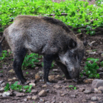 Economie : Une entreprise nantaise préserve le réseau ferroviaire 